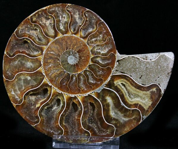 Crystal Lined Ammonite Fossil (Half) #22762